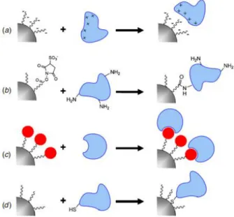 Figure 2-6 – Schematic representation of the four main approaches for NP functionalization: (a) electrostatic  attachment, (b) covalent attachment to ligand, (c) attachment to a co-factor and (d) covalent attachment  to the NP surface