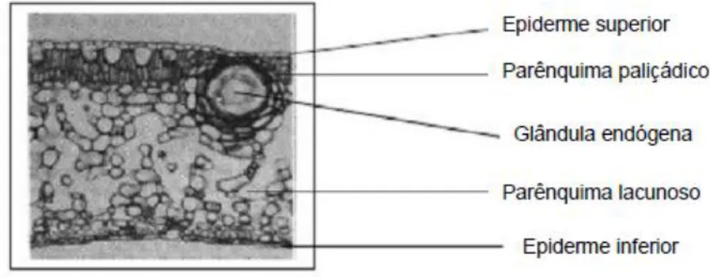 Figura 2.3: Esquema de corte transversal de uma folha