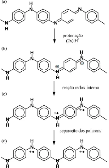 Figura 2.8 Esquema da polianilina forma base esmeraldina dopada com acido  protônico.    Em  (a)  a  cadeia  antes  da  protonação;  de  (b)  a  (d)  depois de 50 % de protonação com: (b) formação de bipolarons, (c)  formação de polarons e (d) separação do