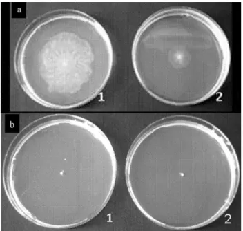 Figure 2 - Ability to form a swarming colony on ABC medium after incu- incu-bation for 18 h at 25 °C