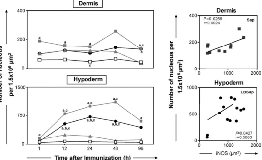 Fig. 2. Left panels: analysis of the inflammatory infiltrates in the dermis and hypodermis of dogs at various times after inoculation with saline (control group S; ), saponin (Sap group; ), antigen of L