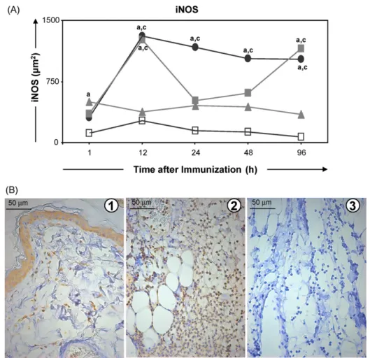 Fig. 4. Upper panel: kinetics of expression of iNOS in the skin of dogs at various times after inoculation with saline (control group S;  ), saponin (Sap group; ), antigen of L