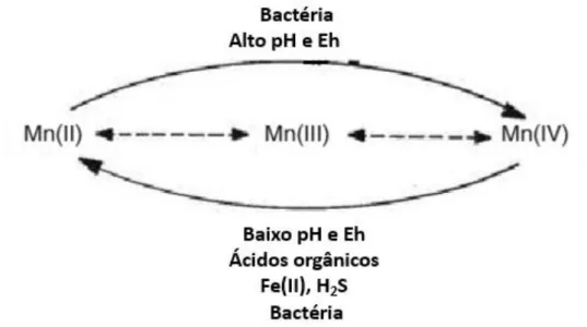 Figura  2:  Ciclo  dos  estados  de  oxidação  do  Mn  encontrados  na  natureza.  Mn(II)  é  termodinamicamente estável, na ausência de O 2  e baixo valor de pH, enquanto na presença de O 2