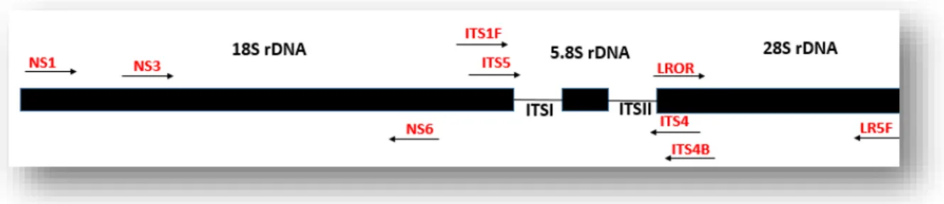 Tabela 5: Composição da mistura de reagentes utilizados nas reações de PCR. 