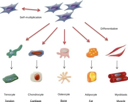 Figure 1. 11 - Multilineage differentiation potential of mesenchymal stem cells (MSCs)