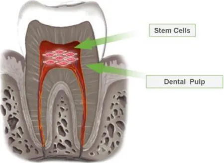 Figure 1. 12 - Collection site of dental pulp stem cells from the dental pulp [53].
