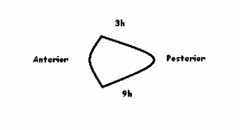 Figura 5. Figura contendo um cone esquemático, com a identificação das regiões  padronizadas para análise na lâmina histológica