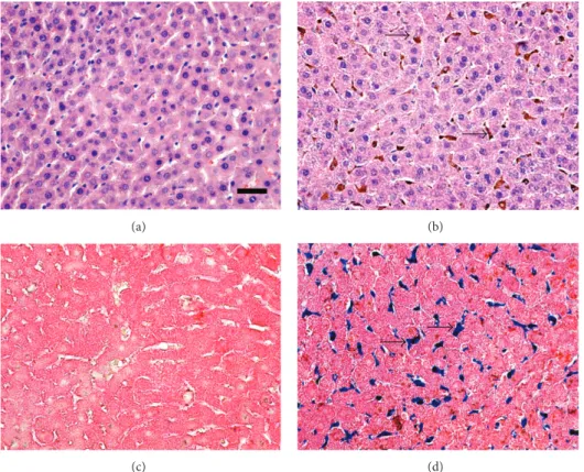 Figure 1: Photomicrographs of histological liver sections. (a) Standard group showing normal histology
