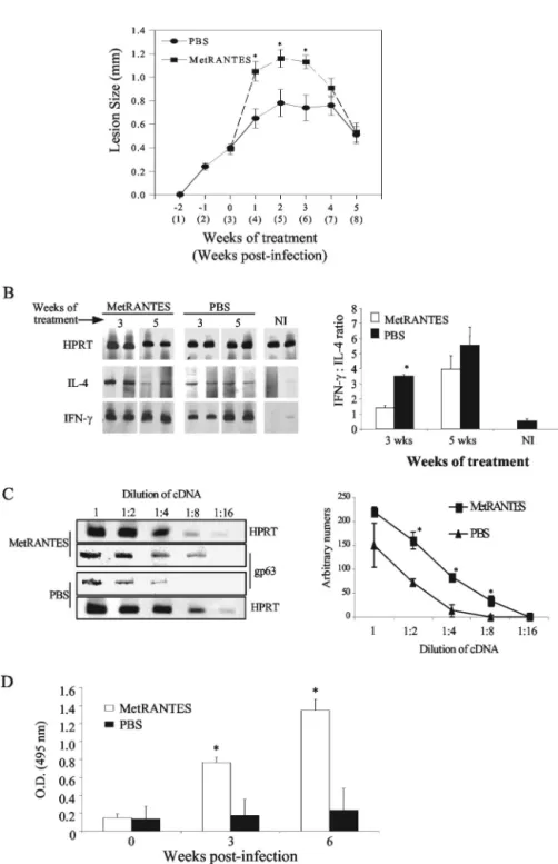 FIG. 3. (A) Effect of Met-RANTES on the course of infection by L. major; (B) cytokine mRNA expression by RT-PCR at the site of infection;