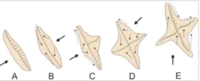 Figura 2.7: Representação esquemática da formação de uma duna estrela a  partir de uma transversal.(A)  duna transversal; (B) mudança sazonal da direção do vento implicando na reversão da crista da duna; (C)  duna  reversa  com  um  braço  incipiente  de  
