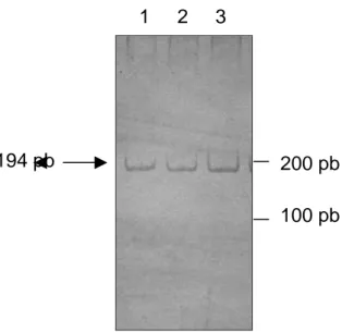 FIGURA 1 - Gel de poliacrilamida, corado com nitrato de prata,              evidenciando os produtos de PCR
