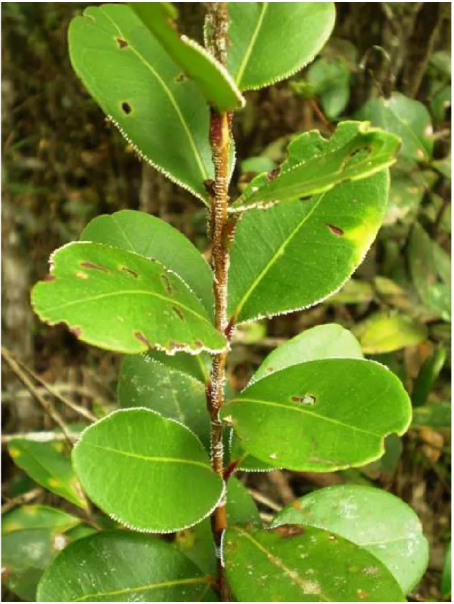 Fig. 5. Disposição dos ovos de Calloconophora pugionata nos ramos de Myrcia obovata. Observe os  dois tipos de oviposição: nos galhos e nas bordas das folhas