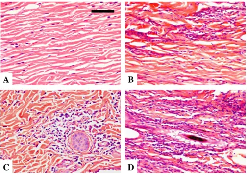 Figura  8:  Fotomicrografias  de  cortes  histológicas  da  pele  da  orelha  de  cães  naturalmente infectados por  Leishmania (Leishmania) infantum  e agrupados de acordo  com  as  diferentes  formas  clínicas  da  doença:  (A)  controle,  (B)  assintomá