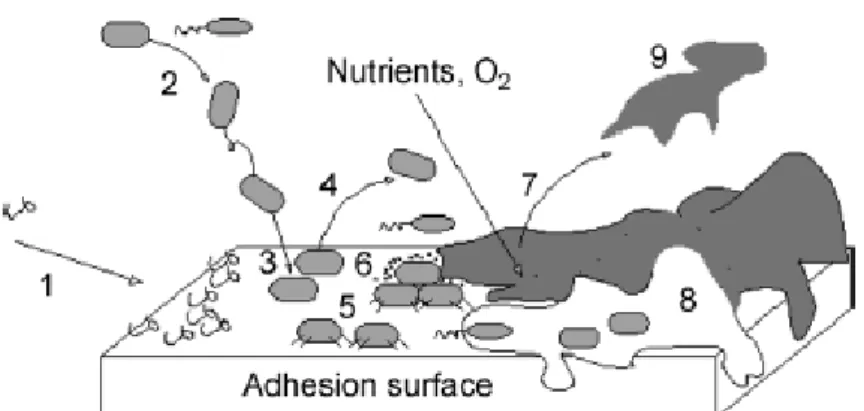 Figure 1 - Sequence of the main steps involved in biofilm formation (adapted from Simões  et  al.)  39