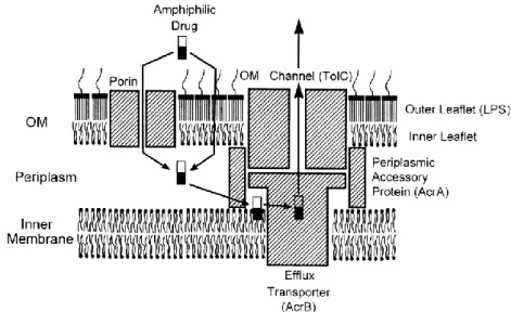 Figure 2 - Schematic representation of permeability barrier and efflux pump in Gram-negative  bacteria (adapted from Nikaido  43 )