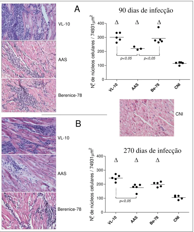 Figura 2 -  Miocardite observada nos cães inoculados com 2000 tripomastigotas sangüíneos/kg  de peso corporal das cepas VL-10, AAS e Berenice-78 do Trypanosoma cruzi eutanasiados aos  90  (A)  e  270  dias  de  infecção  (B)