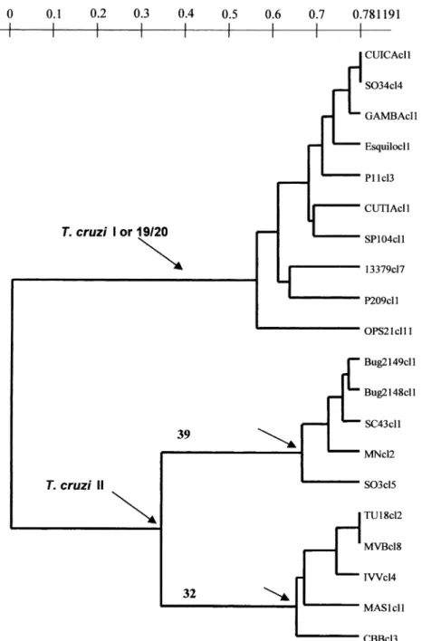 Fig. 1. An unweighted pair-group method with arithmetic averages (UPGMA) dendrogram depicting the phylogenetic relationships among the 20 Trypanosoma cruzi stocks under study, assayed by 22 isoenzyme loci (Tibayrenc et al., 1993)