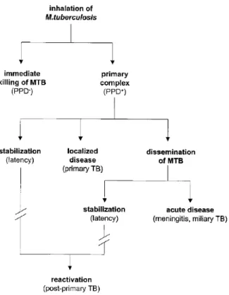 Figure 2 - Chronological events after inhalation of M. tuberculosis. Schematized the different possible scenarios of  Tuberculosis disease