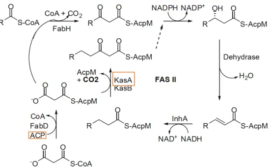Figure 3 - General scheme of FAS-II system involved in mycolic acids biosynthesis. Orange frame enzyme targets  of INH