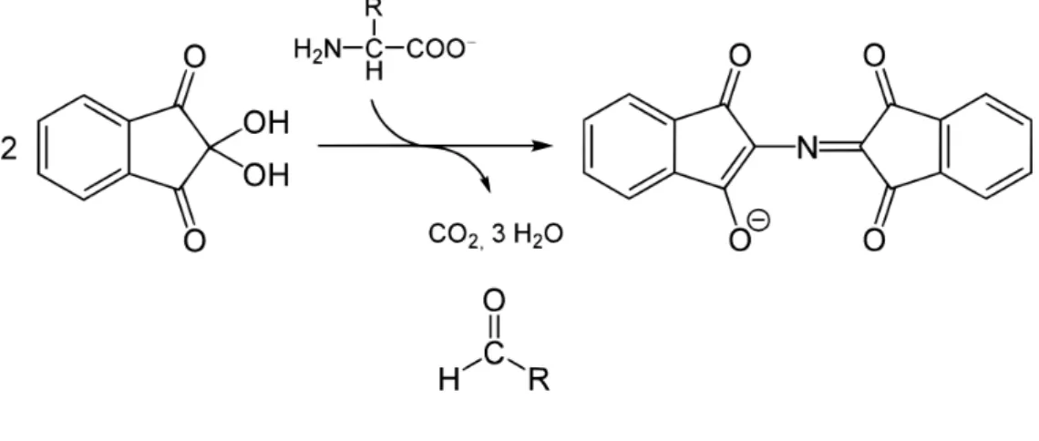 Figure 12 - Ninhydrin reaction with primary amines, resulting in the formation of chromophore (deep blue)