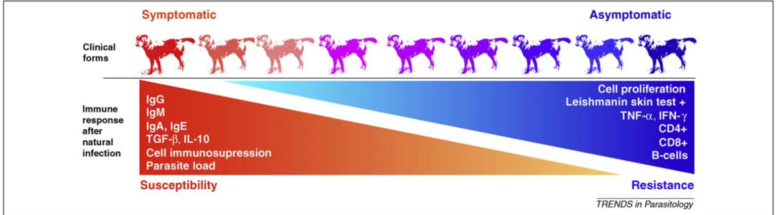 Figure 1. Biomarkers of resistance and susceptibility in canine leishmaniasis. Susceptibility and resistance to development of canine leishmaniasis depends on the immune response elicited in the dog after natural infection