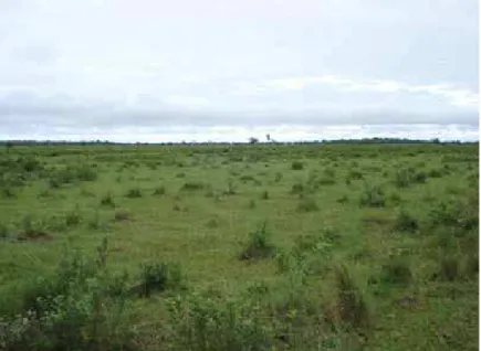 Figura 3. Imagem geral da área da Fazenda Morro Bonito. 