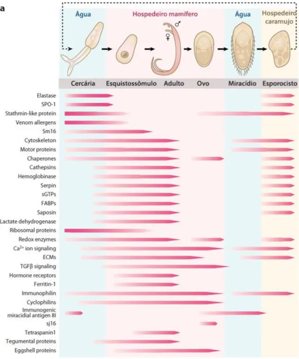 Figura  5:  Expressão  gênica  em  S.  mansoni.  Expressão  gênica  diferenciada  entre  os  estágios  baseado  nos  projetos  transcrissoma  do  parasito  (Adaptado  de  HAN  et  al.,  2009)