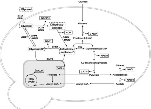 Figura 2.  Vias  envolvidas  na  assimilação  da  glicose  e  do  glicerol,  sob  condições  aeróbias:  modelo  S