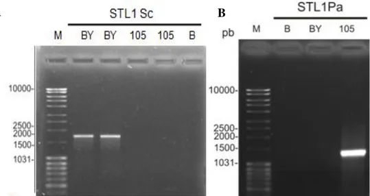 Figura 4.  Produtos  de  amplificação  por  PCR  referente  ao  gene  STL1  de  S.  cerevisiae,  utilizando oligonucleotídeos iniciadores específicos (A), e referente ao gene STL1 putativo de  W