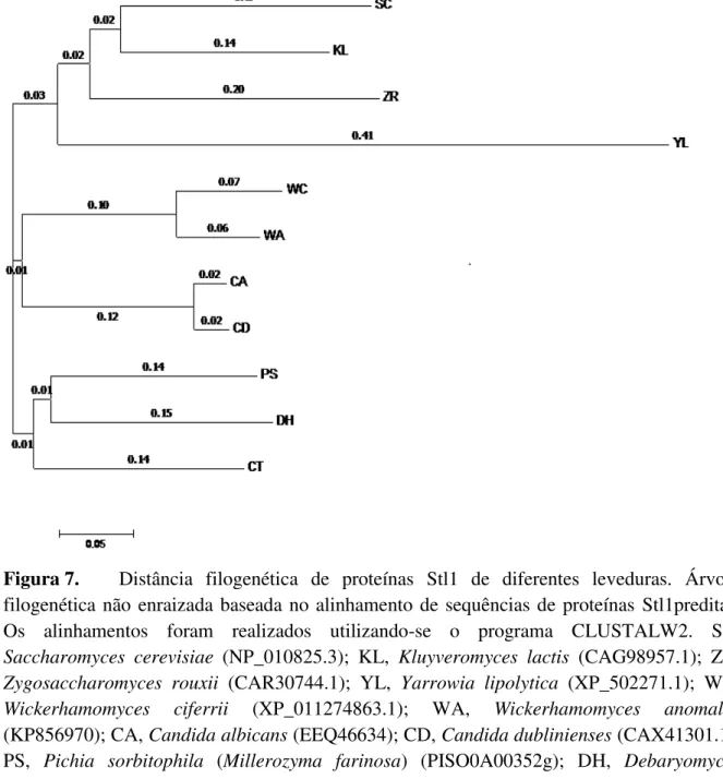 Figura 7.  Distância  filogenética  de  proteínas  Stl1  de  diferentes  leveduras.  Árvore  filogenética não  enraizada baseada no alinhamento de sequências de proteínas  Stl1preditas