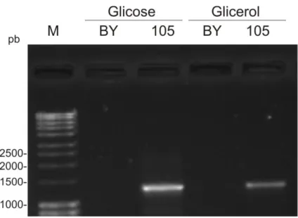 Figura 8.  Expressão qualitativa do gene  STL1  putativo de  W.  anomalus  LBCM105 em  condições  de  cultivo  contendo  glicose  ou  glicerol  como  fontes  de  carbono