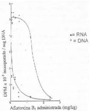 FIGURA 2 - Efeito da aflatoxina B1 na síntese do RNA e DNA no fígado do rato 