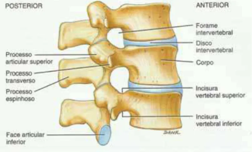Figura 1 - Processos articulares superior e face articular inferior das vértebras lombares