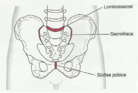Figura 2- Articulações formadas pelos ossos pélvicos 