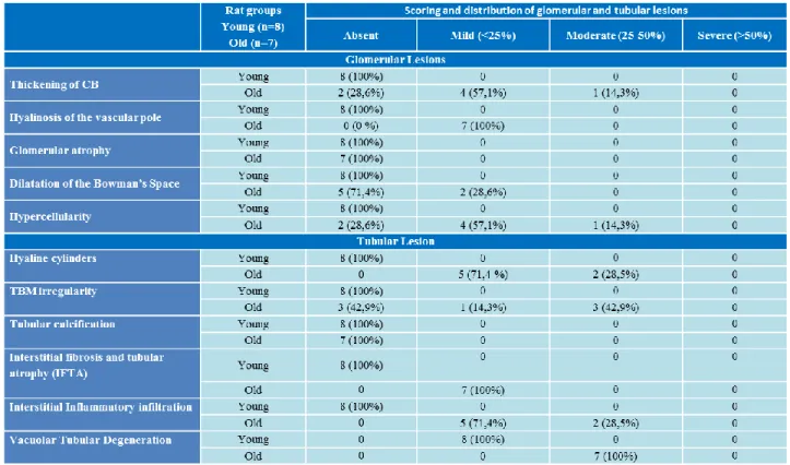 Table 2.  Scoring and distribution of glomerular and tubular lesions in the groups under study at the final time 