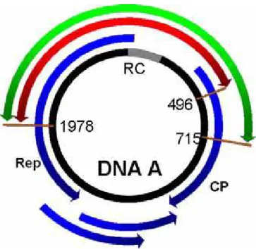 Figura 4. Representação da região do genoma amplificada com o uso dos oligonucleotídeos  PAL1v1978 / PAR1c496, em vermelho, e PAL1v1978 / PAVlc715, em verde