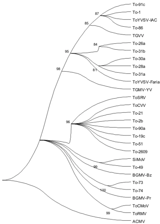 Figura 8. Árvore filogenética preparada com o uso do programa Mega 2.1 dos nucleotídeos  correspondentes a parte da região N-terminal da capa protéica