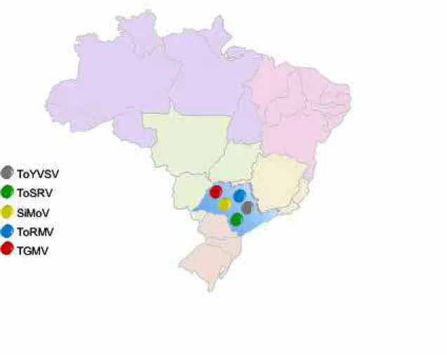 Figura 10. Ocorrência de begomovírus infectando tomateiro no estado de São Paulo. 