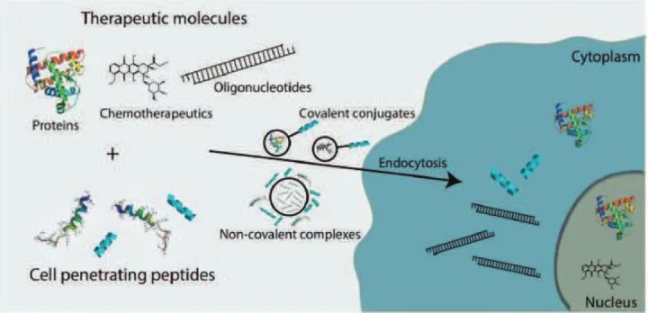 Figure 13: CPPs as delivery vectors – intracellular delivery of CPP-cargo complexes. Reproduced from [84] 