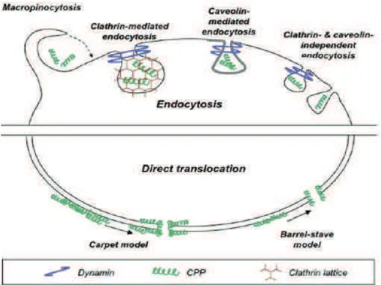 Figure 14: Different mechanisms of cellular uptake CPPs can use to penetrate into cells