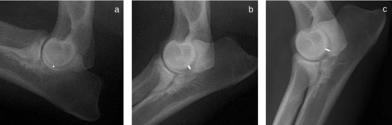 Figure 3.3 Humeroulnar joint space variation (white) on elbow radiographic views from the same right  joint  at  different  angle  positionings:  (a),  flexed;  (b),  extended;  (c),  extended,  with  the  dog  in   weight-bearing position and a horizontal