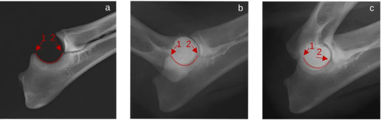 Figure  4.1  Series  of  data  points  were  selected  at  the  subchondral  level  from  the  UTN  central  ridge, from the tip of the anconeal process (1) to the base of the medial coronoid process (2), in  the MLRU (a), the MLE (b), and the MLF (c) view