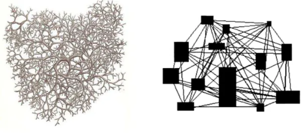 Figura 1: comparativo entre as estruturas rizomáticas da botânica e da filosofia. 