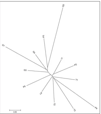 Figura 9.  Dendrograma agrupando todas as localidades. Método  Neighbor-Joining (NJ) utilizando a  distância D A 