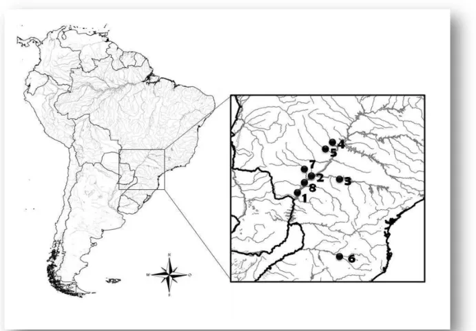 Figura 3: Mapa identificando os locais de amostragem de Brycon orbignyanus. 1- Alto  Paraná;  2-  Porto  Camargo;  3-Paranapanema;  4-  Rio  Sucuriu;  5-Rio  Uruguai;  6-  Rio  Verde; 7- Rio Ivinhema; 8- Ilha Grande