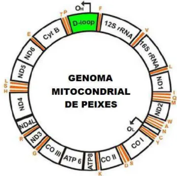 Figura 3. DNA mitocondrial de peixe, com a localização da região controle ou D-Loop  (Brown, 2008)