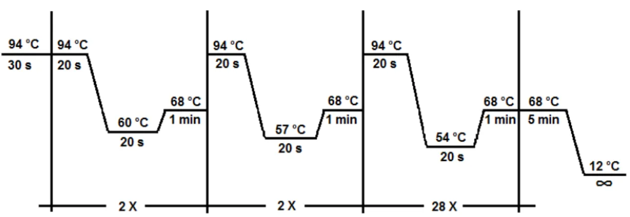 Figura 4. Temperaturas na PCR para amplificar a região controle do DNAmt. 