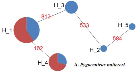 Figura  6.  Relação  entre  os  haplótipos  em  Potamorhina  latior.  Em  azul  os  haplótipos  encontrados  à  montante  de  Santo  Antônio  e  em  verde  os  haplótipos  encontrados  a  jusante