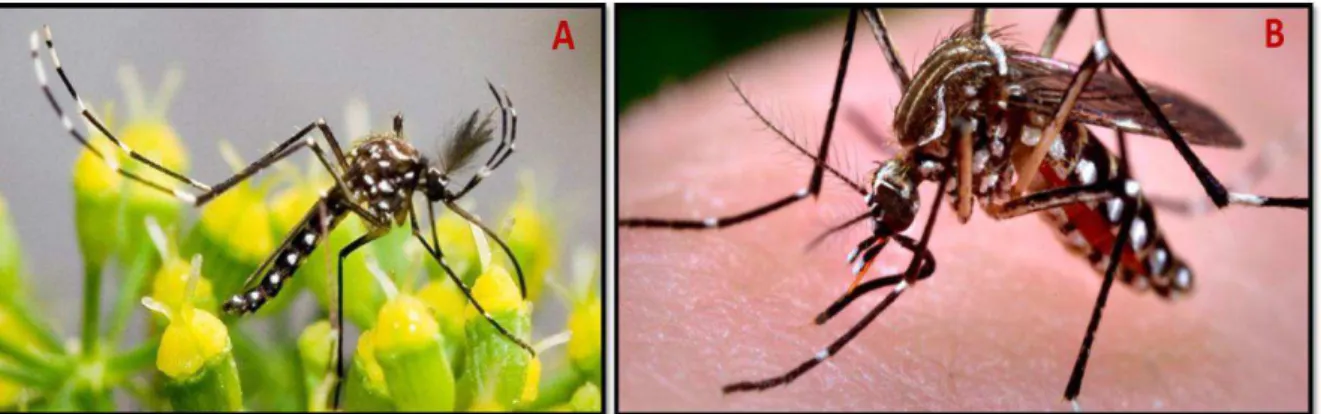 Figura  1.  Aedes  aegypti.  A)  Aedes  aegypti  macho  (Foto:  Marcos  Teixeira  de  Freitas,  Flickr);  B)  Aedes aegypti fêmea (Foto: Centers for Disease Control and Prevention – CDC)
