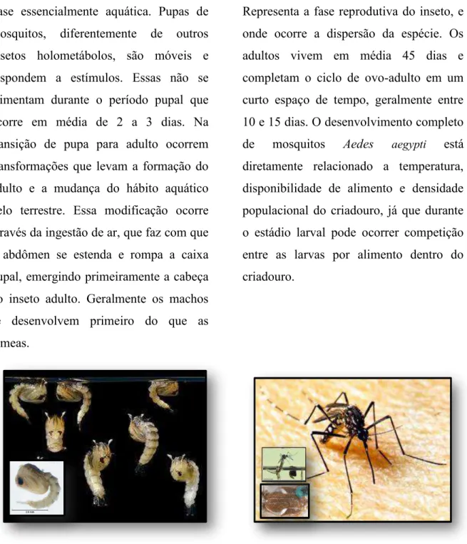 Figura  2.  Imagens  -  Ciclo  de  vida  do  mosquito  Aedes  aegypti.  Adaptado  de:  Centers  for  Disease  Control  -  CDC